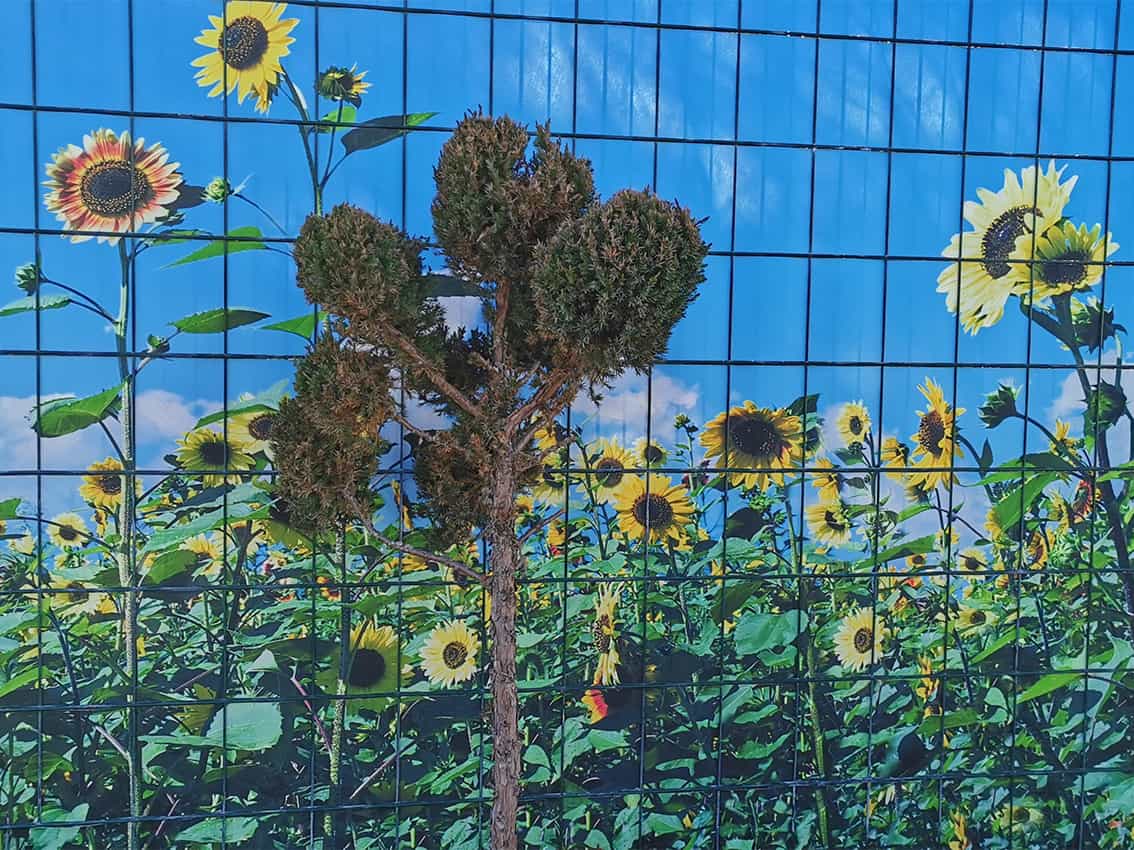 Sonnenblumen - Sichtschutz Für Terrasse